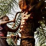 শীতের শুরুতে দক্ষিণ দিনাজপুর জেলার খেজুর গাছের রস সংগ্রহে ব্যস্ত গাছিরা ।