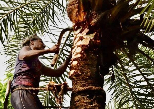 শীতের শুরুতে দক্ষিণ দিনাজপুর জেলার খেজুর গাছের রস&hellip;