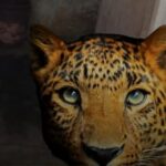 উত্তরবঙ্গ বিশ্ববিদ্যালয় এর ৩নং গেটের বাইরে চিতাবাঘ আতঙ্ক ছাত্রছাত্রীদের মধ্যে