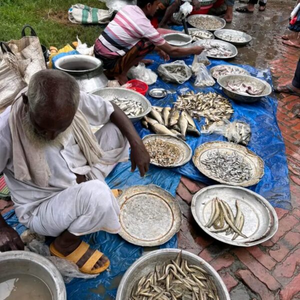 সকালবেলাতেই চলে আসেন যারা মাছ বিক্রি করেই সংসার…